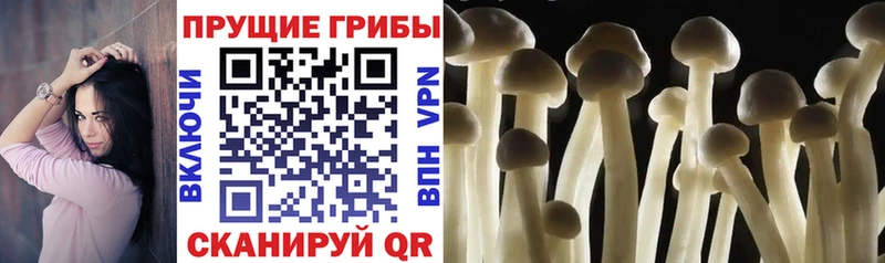 Псилоцибиновые грибы Magic Shrooms  Сурск 